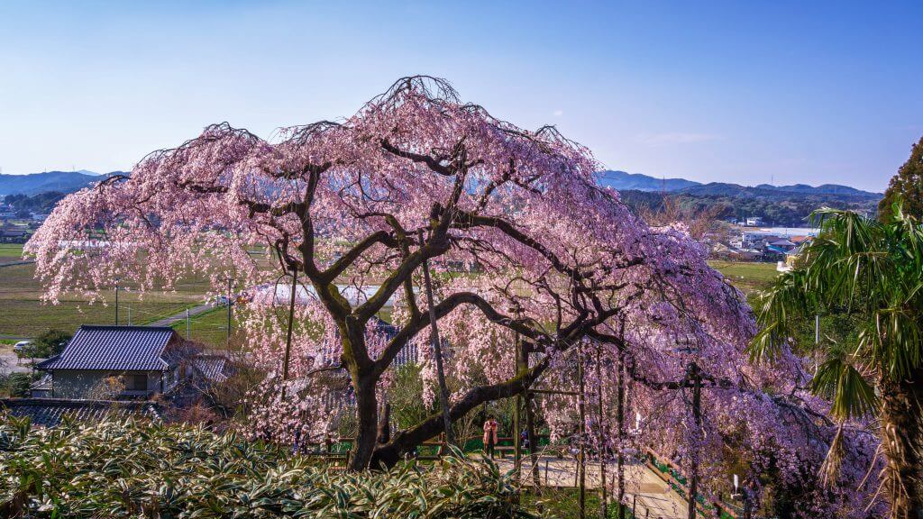 Spring has arrived in Hasami