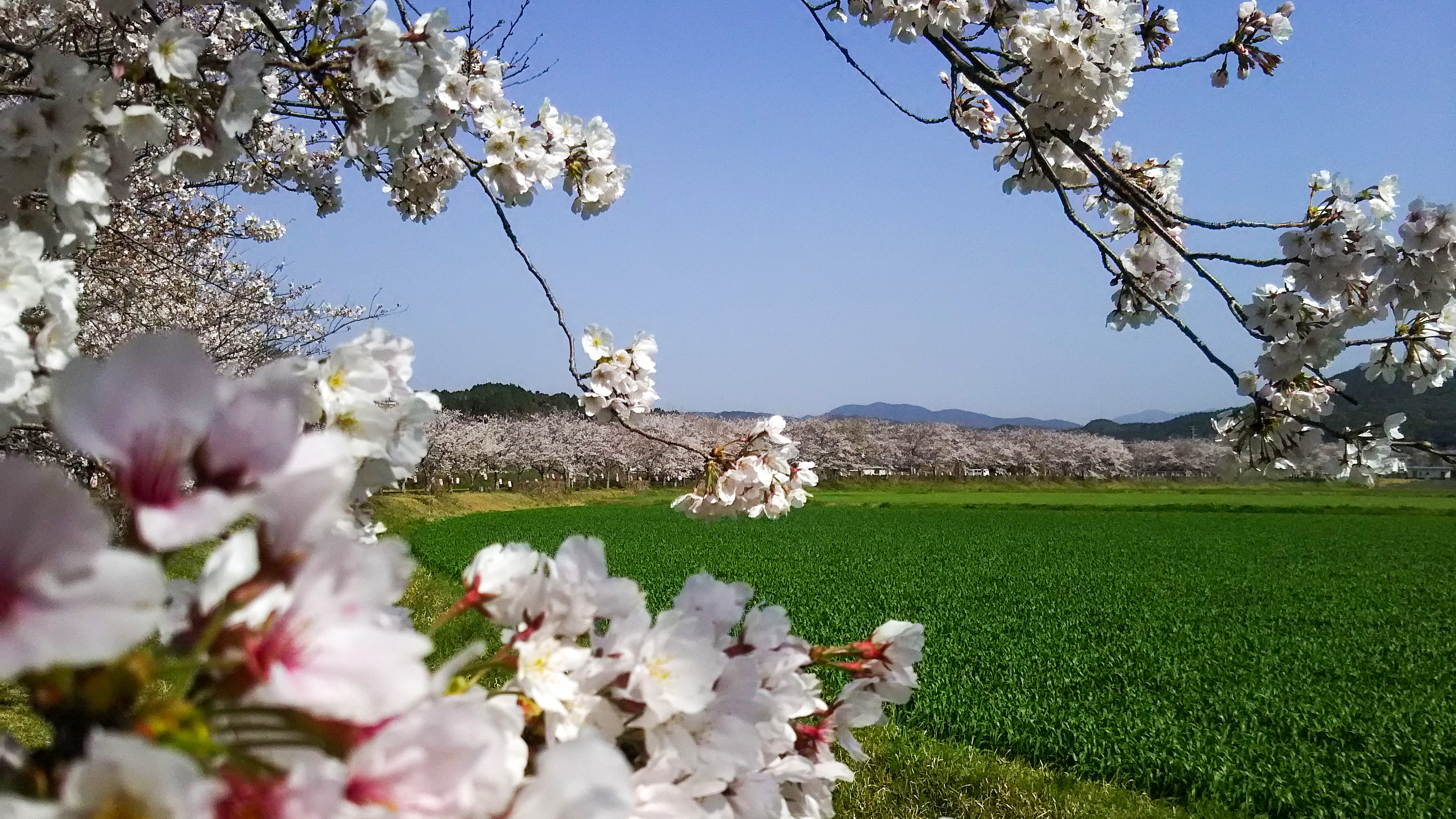 Cherry Blossoms Welcome